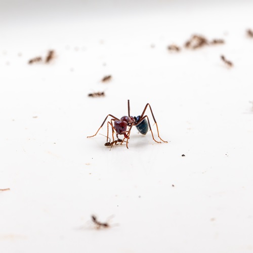 An ant battle between Australian meat ants, a native species, and smaller Argentine ants, a notorious pest.