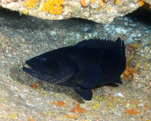 Black Rockcod (Epinephelus daemelii).