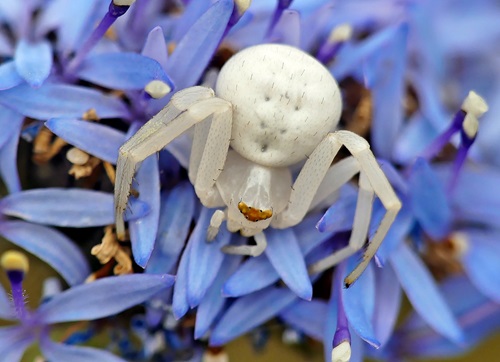 Milky Flower Spider (Zygometis xanthogaster).
