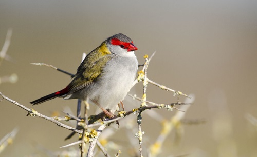 Red-browed Finch (Neochmia temporalis) 