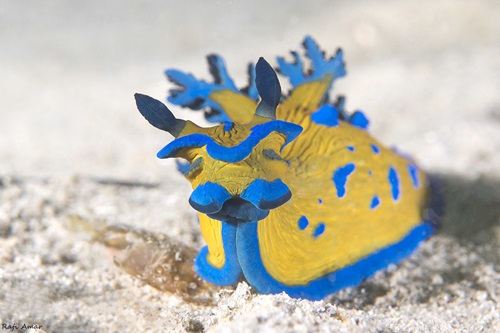 Verco's Nudibranch (Tambja verconis)