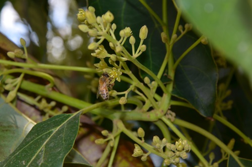 Honey bee on avocado flower