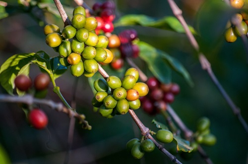 Coffee beans