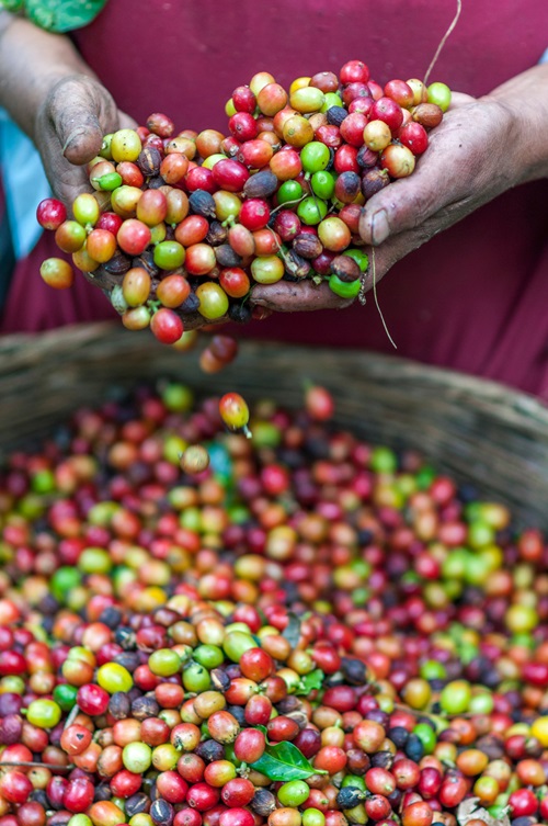 Coffee beans