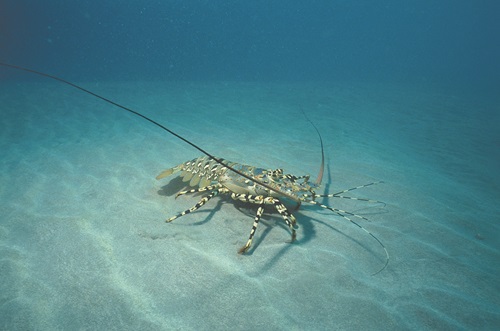 The tropical rock lobster population in the Torres Strait is highly variable year to year. 