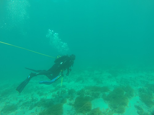 CSIRO researchers dive to survey the population of tropical rock lobsters annually. 