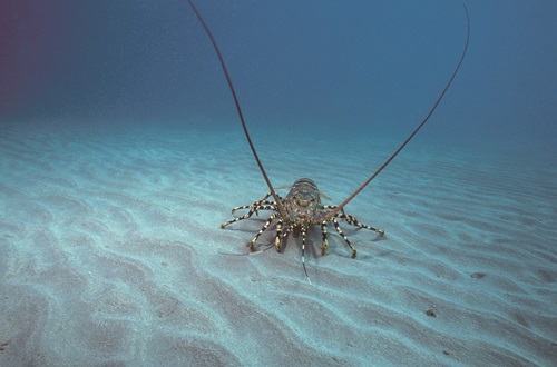 The tropical rock lobster fishery is economically the most important fishery for Torres Strait Islanders and supports the livelihoods of hundreds of fishers. 