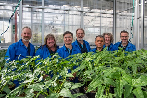 Seven people dressed in blue work uniforms standing in a covered growing facility behind green-coloured cowpea. 