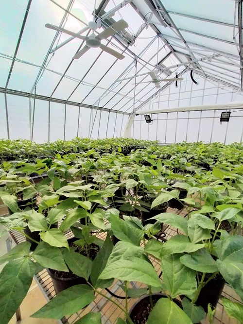 Cowpea growing at CSIRO’s Black Mountain site