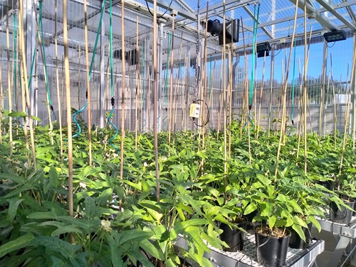 Cowpea growing at Black Mountain.