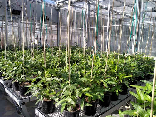 Cowpea growing at CSIRO’s Black Mountain site