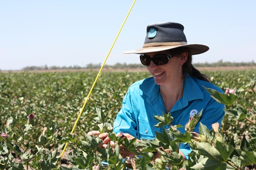 A CSIRO scientist inspects cotton in a field. 