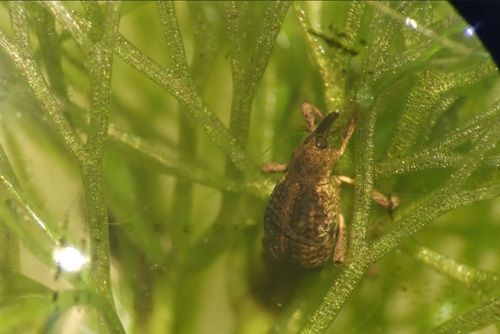 Extreme close up of weevil showing eyes, long snout and antennae, on a stem of Cabomba weed underwater