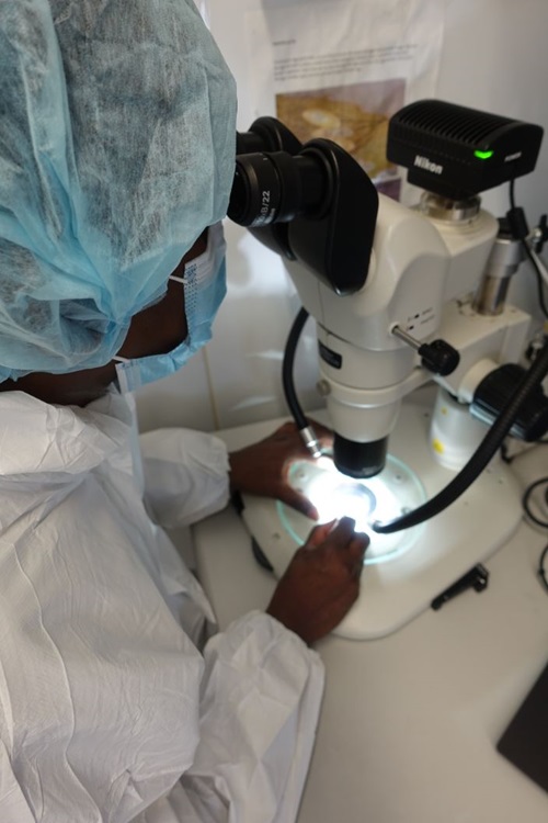 Scientist in laboratory inspecting weevils under a microscope before they are released from quarantine.
