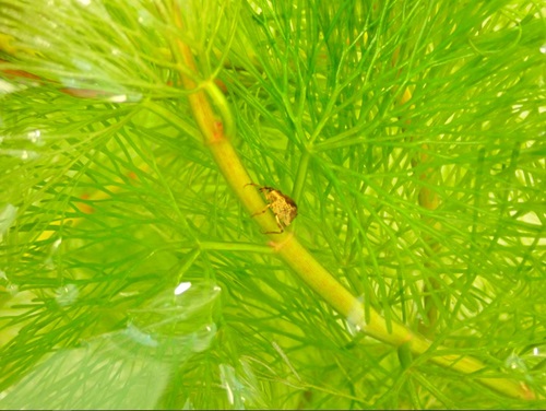 Close up of a tiny weevil on a stem of Cabomba weed underwater.