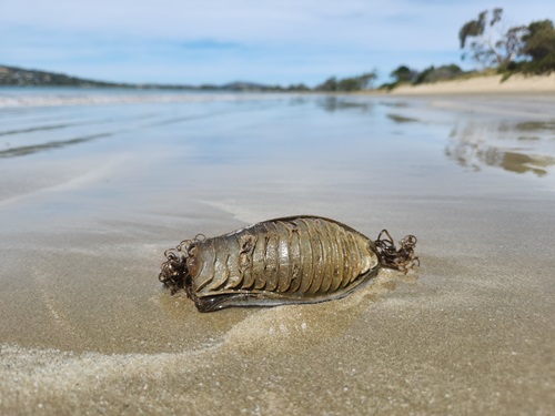 A sand-coloured egg cases with ridges and curling tendrils lying on the shore of a beach.