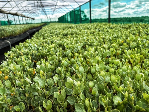 Rows of Anameka Saltbush seedlings in greenhouse