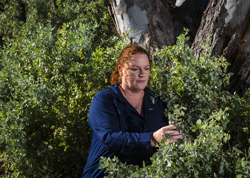Person (Hayley Norman) inspecting Anameka Saltbush shrub. 