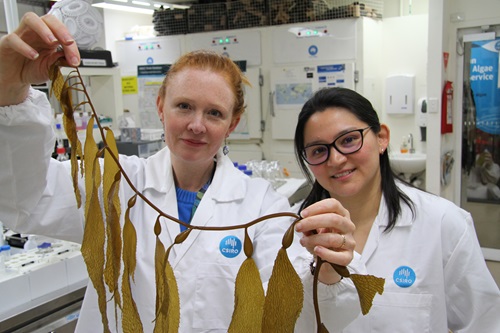 Two scientists holding up a kelp specimen to the camera.