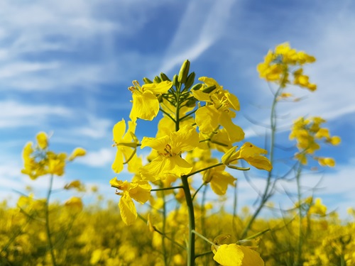 Canola is now Australia’s second most valuable crop after wheat.