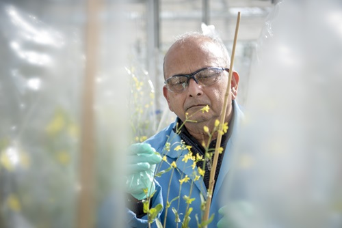 Senior CSIRO scientist Dr Surinder Singh who has engaged in extensive research in canola.