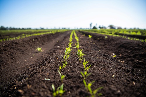 Seedlings emerging from the soil. 