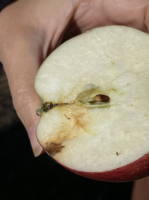 Codling moth larvae in apple