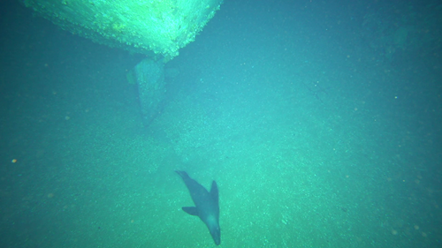 An underwater view of a ship on the seafloor with a seal swimming past.