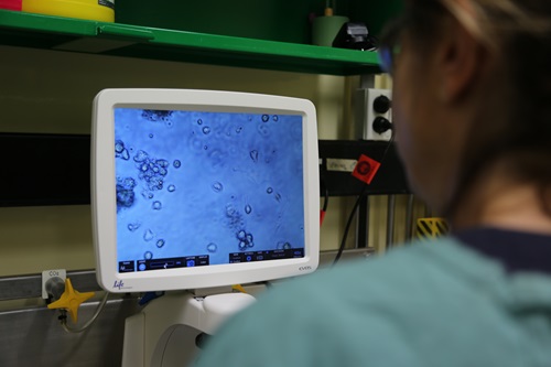 Microscope image of African swine fever at our Australian Centre for Disease Preparedness.  