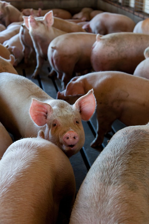 African swine fever can kill up to 100% of the pigs it infects.