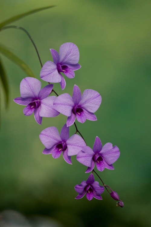 Six purple flowers against a green background.