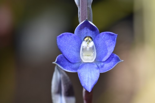 Close up of an orchid flower showing six blue petals and a white centre. 