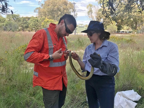 Dr Damian Lettoof and zoologist Kady Grosser at Bibra Lake, taking a belly scale clip sample from a tiger snake. 