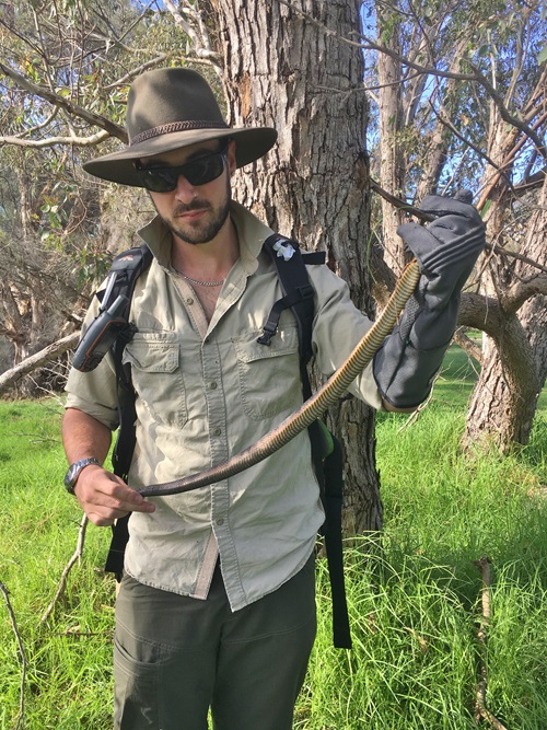 CSIRO lead researcher Dr Damian Lettoof holding a large male tiger snake caught at Herdsman Lake, Perth.