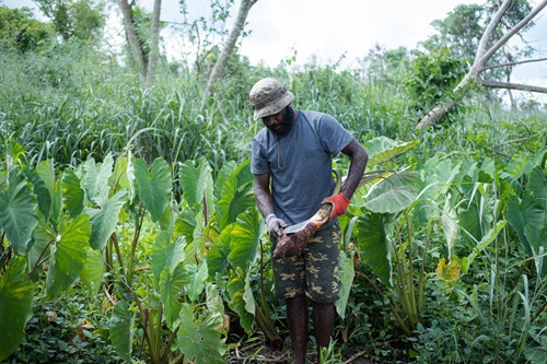 Man holding a root crop in Vanuatu.