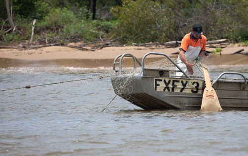 A commercial fisher releasing a 2.5 m long freshwater sawfish from a gillnet in the Gulf of Carpentaria. Sawfish survive captured in gillnets when care is taken to release them.