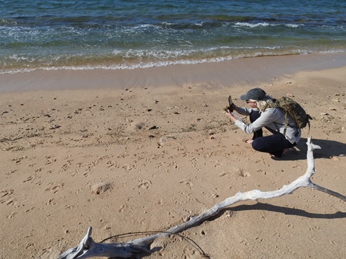 FOUND IT! PhD Student, Julia Constance taking a photograph of the satellite tag washed up on Mc Cluer Island.   