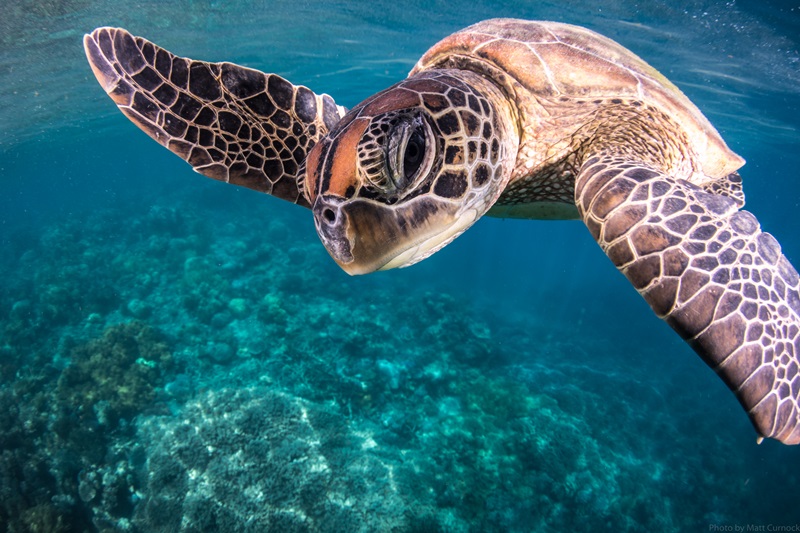 Photo of a turtle under the ocean