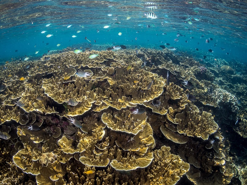 Photo of fish swimming over a coral reef