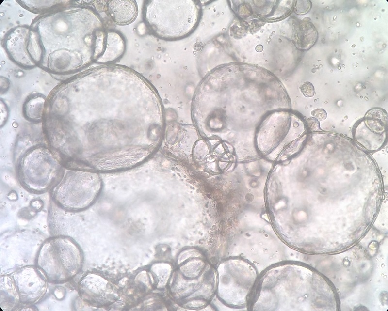 A microscope image of a ‘mini-gut’.