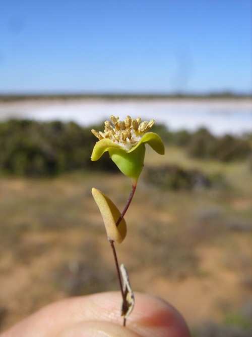 Hand holding a small yellow flower, Dithyrostegia amplexicaulis.