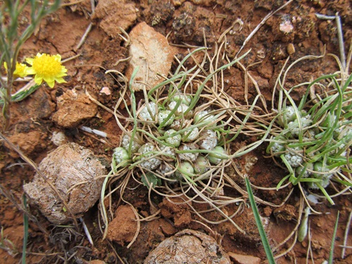 The Isoetopsis graminifolia flower in red earth. 