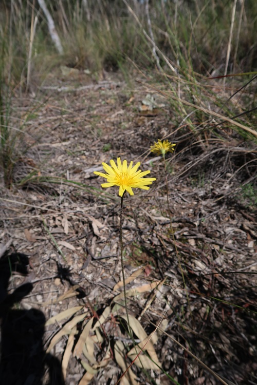 Microseris walteri, also known as murnong or yam daisy.