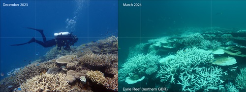 RRAP Moving Corals Postdoc, Dr Marine Gouezo, surveys the Eyrie reef slope in the northern Great Barrier Reef for coral gravid checks prior to the extensive mass spawning in December 2023. Given its extensive size, coral densities, and cover, Eyrie reef produced billions of coral larvae following the spawning witnessed by our team. (right) Just 3 months later in March 2024, these forereefs had suffered severe mass bleaching and extensive coral mortality, which will have long-lasting effects of depleted coral larvae production. 