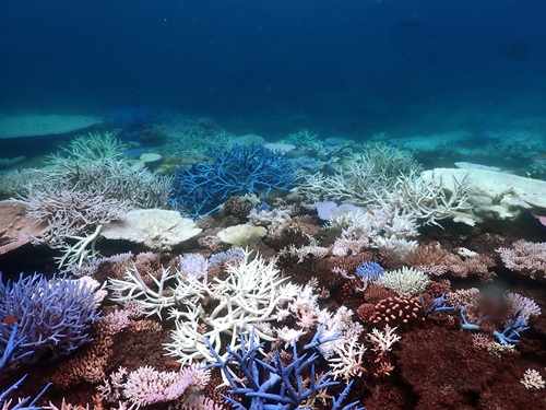  Coral bleaching on Eyrie Reef, March 2024.