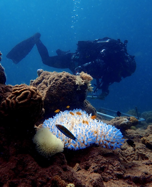 Image taken by CSIRO moving corals team checking on coral larvae deployments at Eyrie Reef in March 2024 