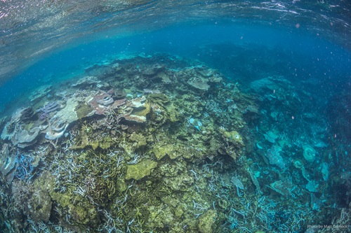 Coral bleaching was observed on John Brewer Reef, off Townsville, in February.