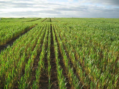 The RISE Accelerator program is inviting applications from businesses with innovative, deployable and scalable agritech technologies and solutions