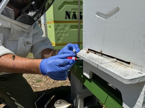 CAB’s initial suite of innovative projects include trialling the BeeRight and eDNA technology to detect varroa mites in bee hives.