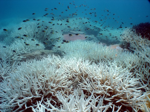 Australia has recently experienced a number of marine heatwaves off the East Coast and Tasmania.  